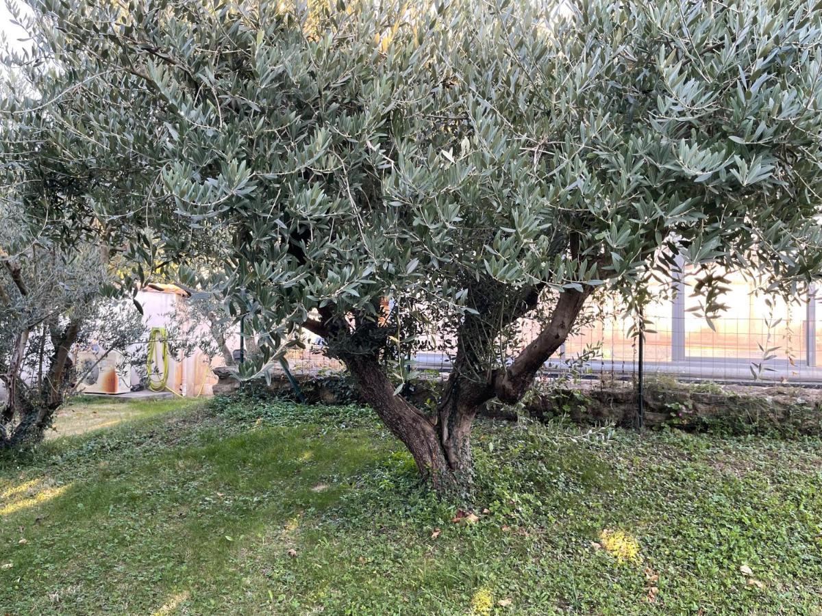 Studio Les Petits Lutins Entraigues-sur-la-Sorgue Екстер'єр фото